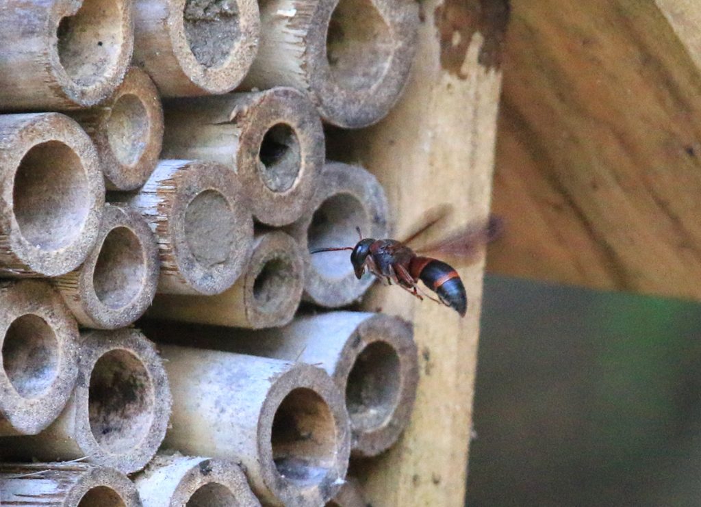 Red-marked Pachodynerus wasp visiting nest cells