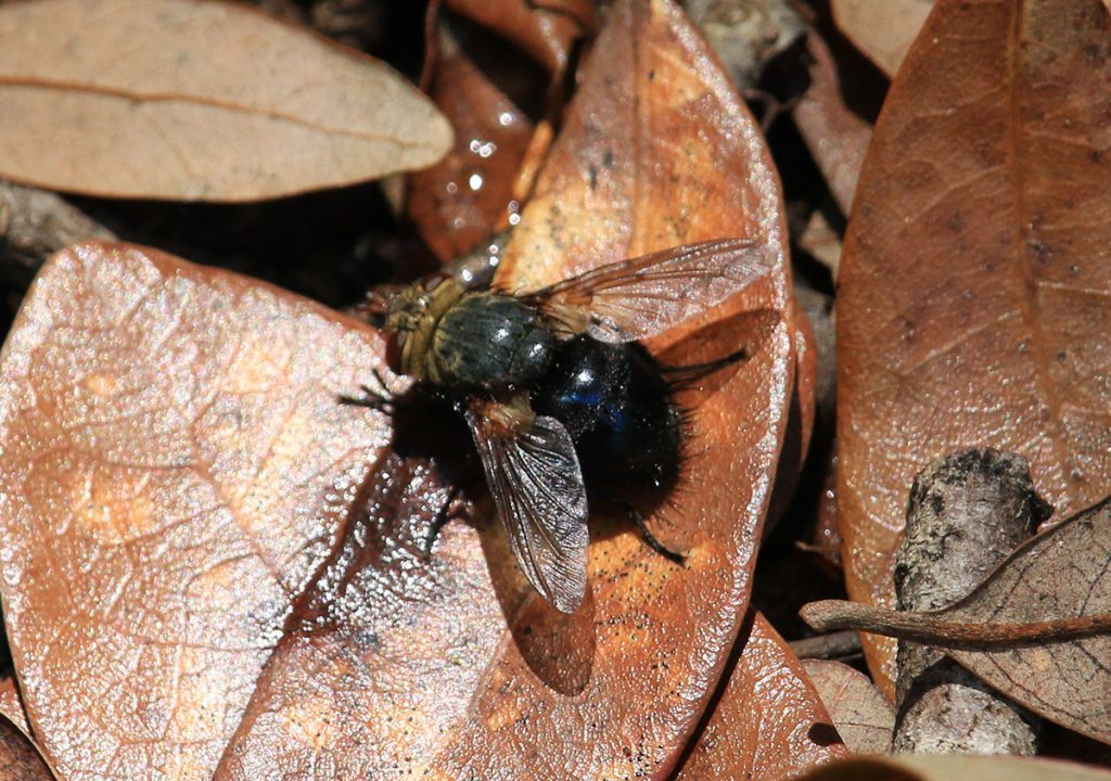 Tachinid fly, maybe in the genus Archytas