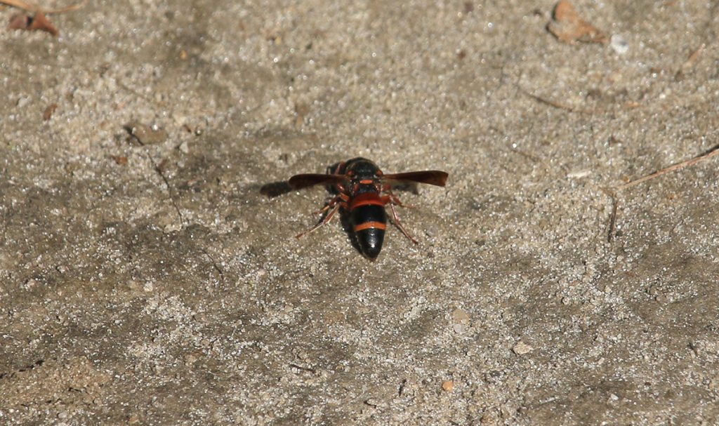 Here's the red-marked Pachodynerus wasp gathering dirt to cap its nest.