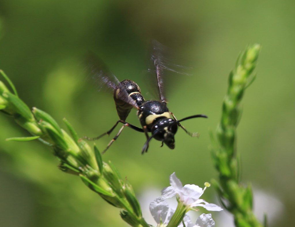 Fraternal potter wasp (Eumenes fraternus) flies from winged loosestryfe