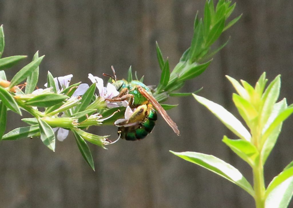 Female brown-winged striped sweat bee on winged loosestryfe