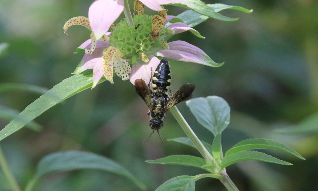 Myzinum obscurum wasp (first guess) on dotted horsemint