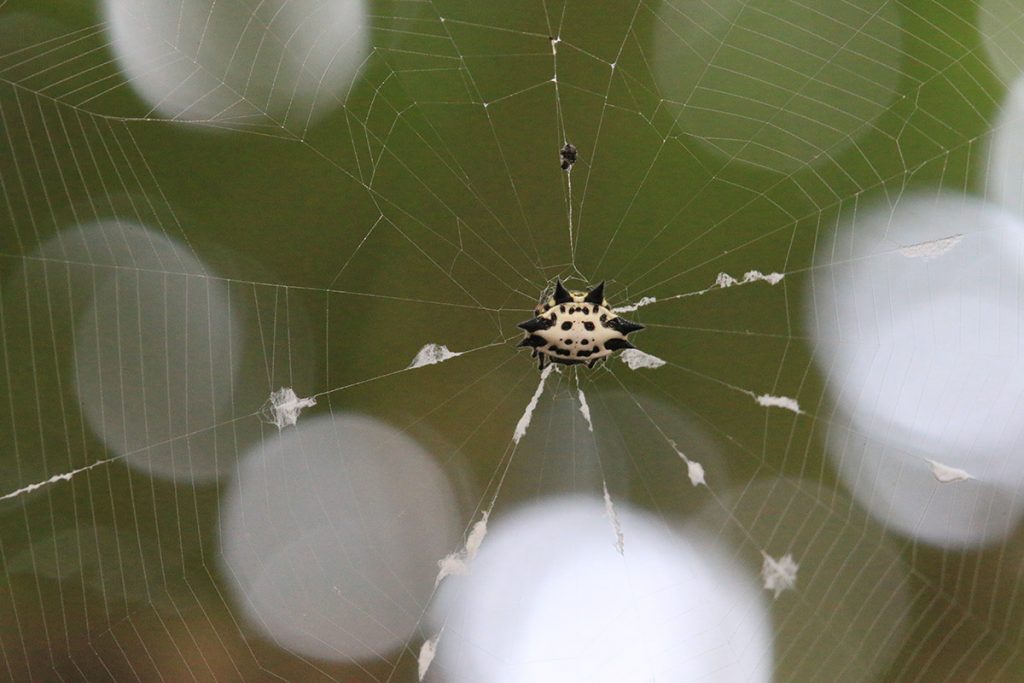 Spineybacked orbweaver (Gasteracantha cancriformis)