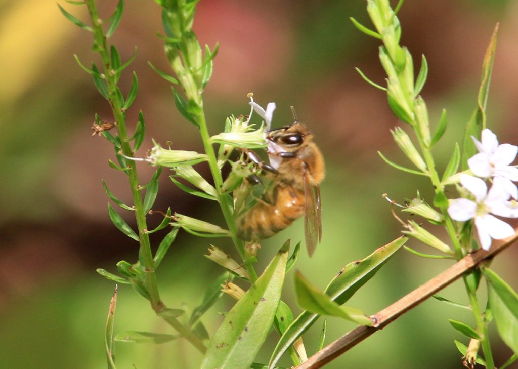 Honeybee on winged loosestryfe