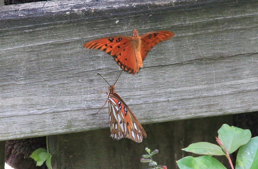 One gulf fritillary attempts to mate with another.
