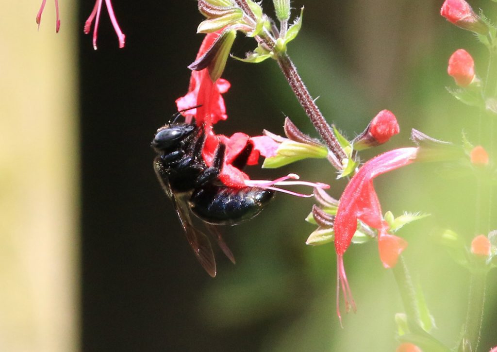 Female southern carpenter bee on red sage