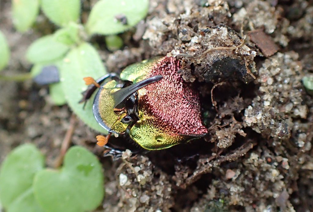 Rainbow scarab beetle digs out from the dirt