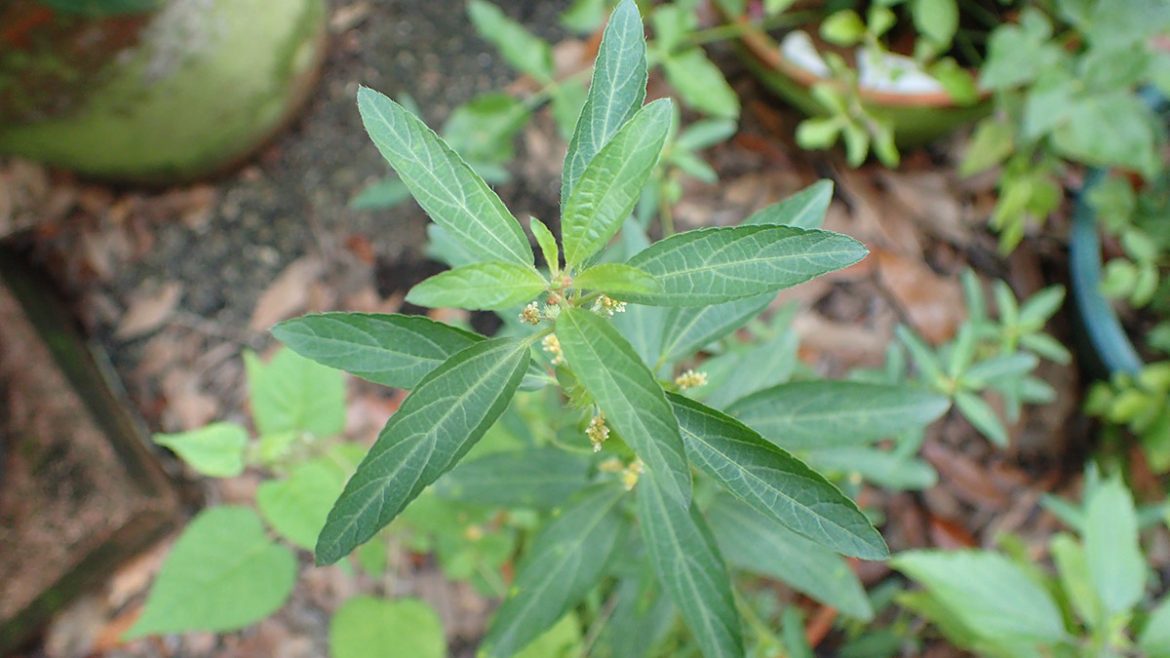 The Case for Weeds, Our Unsung Florida Native Plants