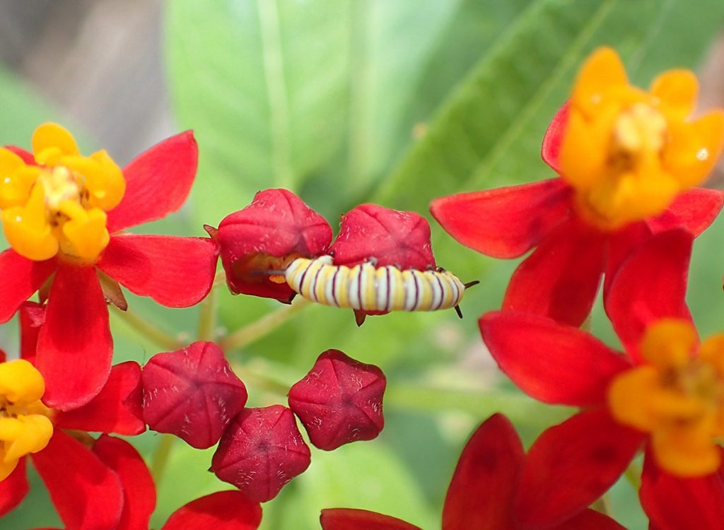 Third instar monarch caterpillar on tropical milkweed flowers