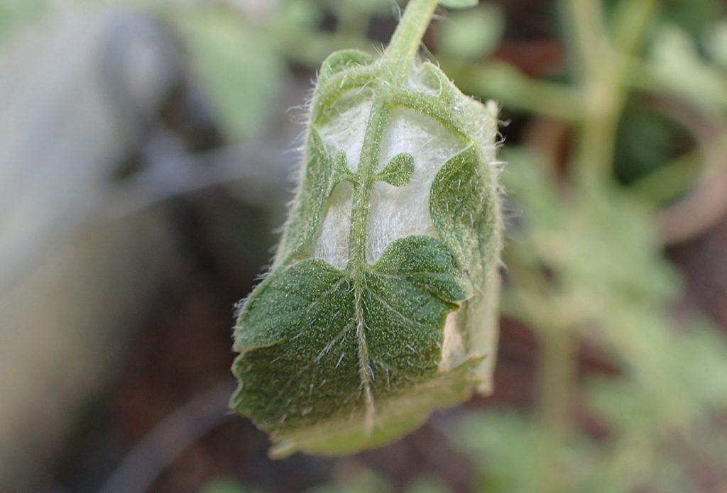 Cocoon within tomato leaves