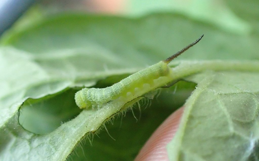 Tobacco hornworm caterpillar (Manduca sexta) on tomato leaf