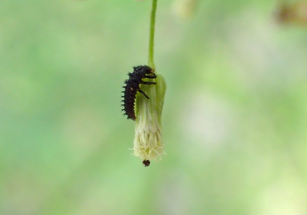 Ladybug larva, maybe?