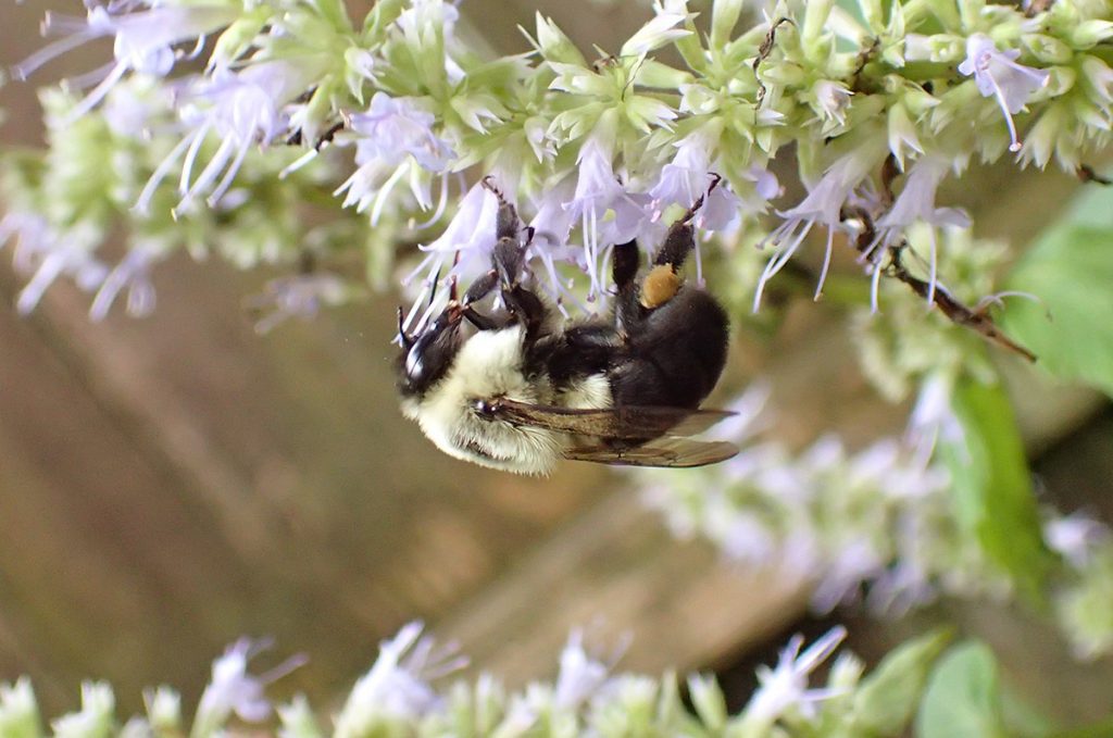 Eastern bumblebee on anise hyssop.
