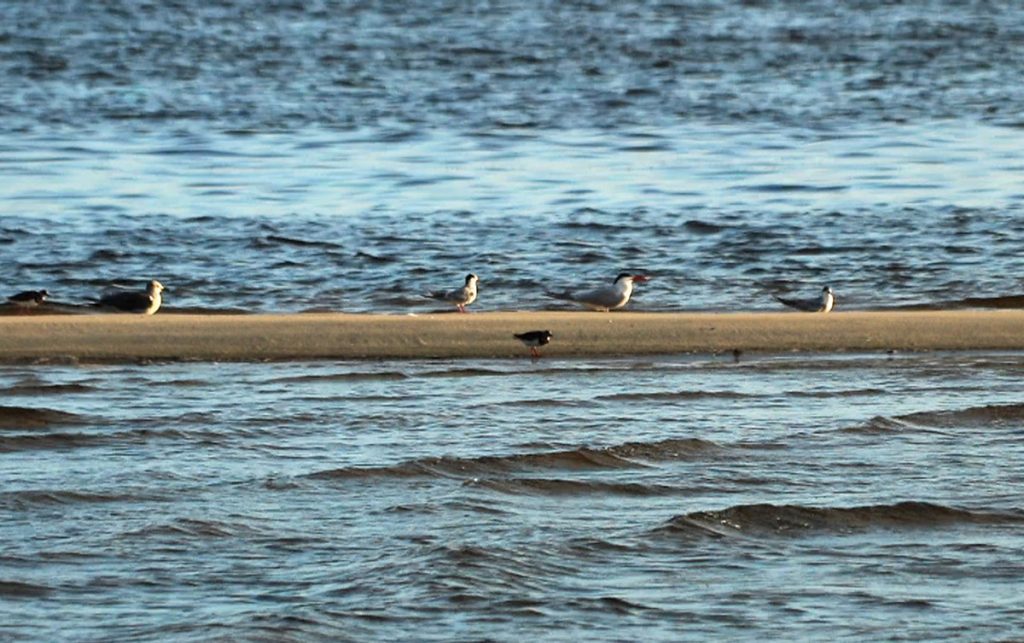 Terns and gulls gathered on a sandbar off of Bald Point.