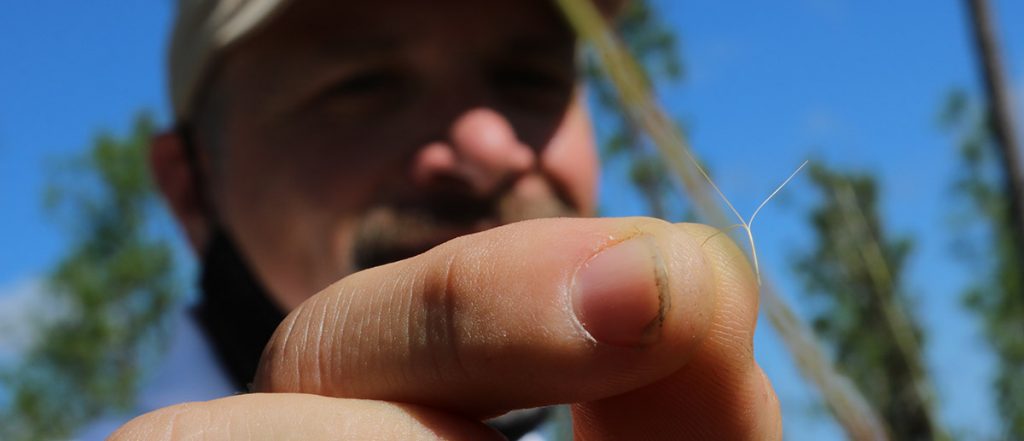 Brian Pelc (The Nature Conservancy in Florida) holds up a wiregrass seed.  Wiregrass is one of our area's most ecologically important plants, and it requires fire to seed.
