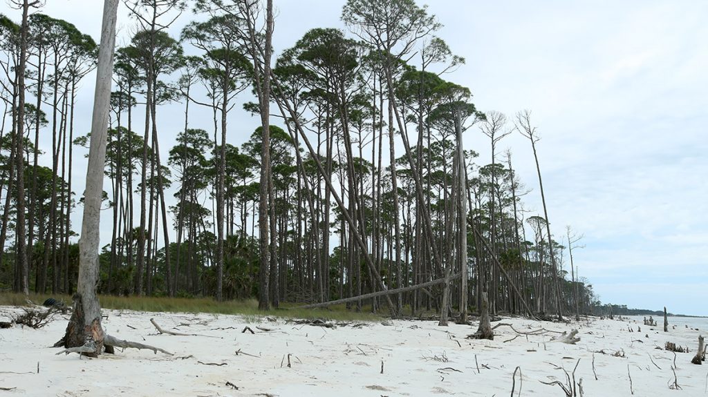 Storm damaged trees on Saint Vincent Island. 