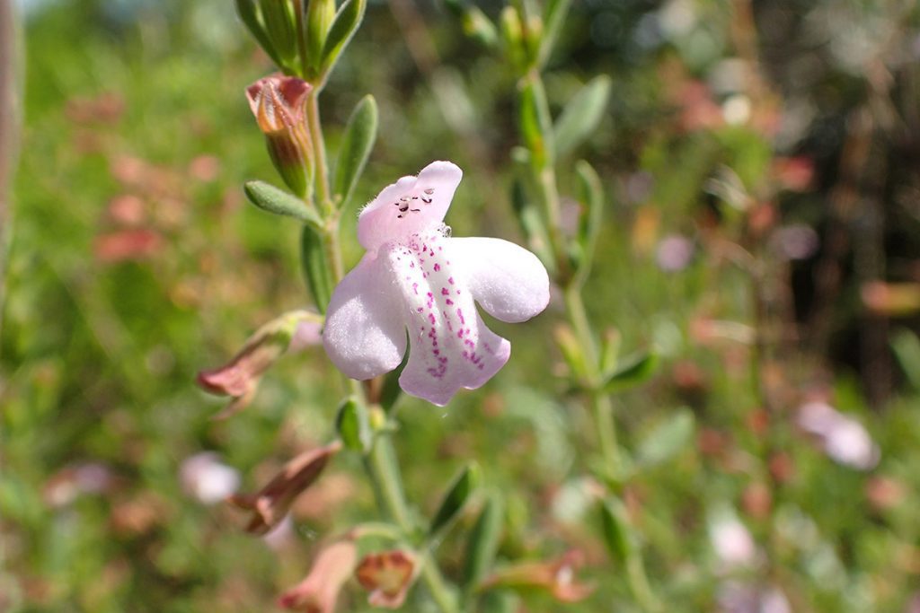 Florida calamint (Clinopodium dentatum) flower.  