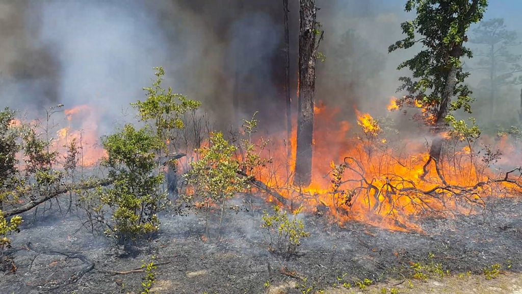 Fire burns along the Garden of Eden Trail at the Apalachicola Bluffs and Ravines Preserve.  
