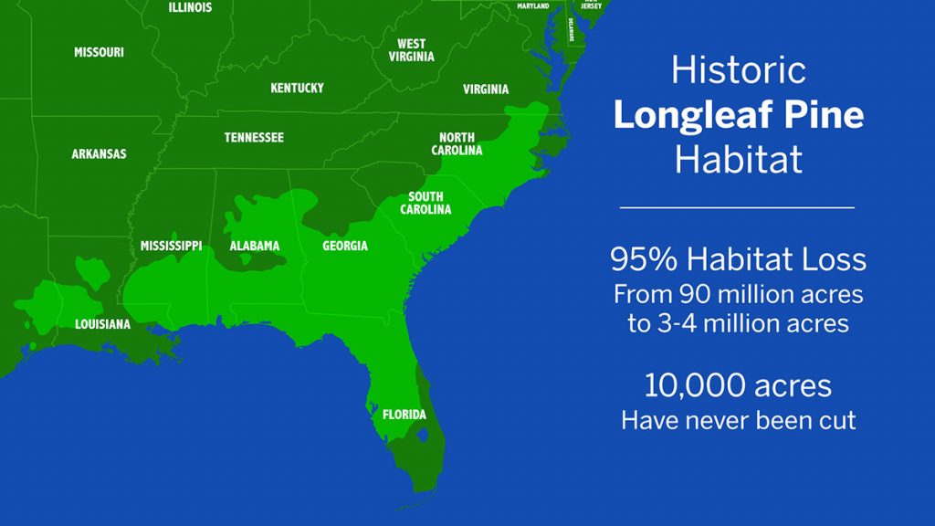 A map showing the historic rage of longleaf pine habitat.