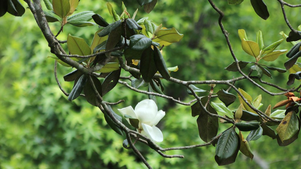 The white flower of a southern magnolia (Magnolia grandiflora)