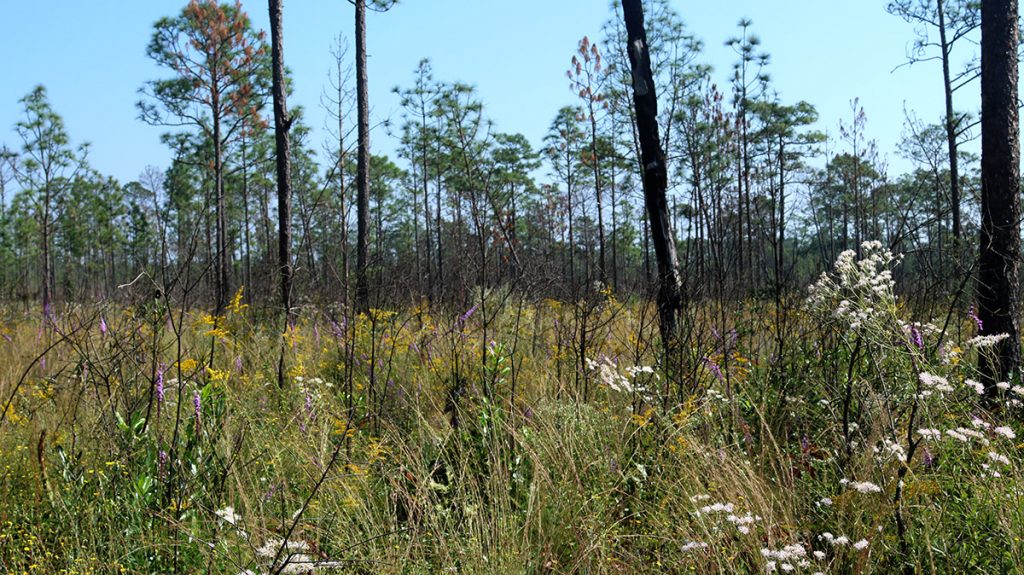 Wildflowers of purple, yellow, and white in a longleaf savanna.