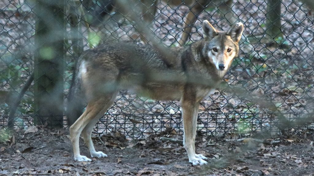 The new female red wolf at the Tallahassee Museum.