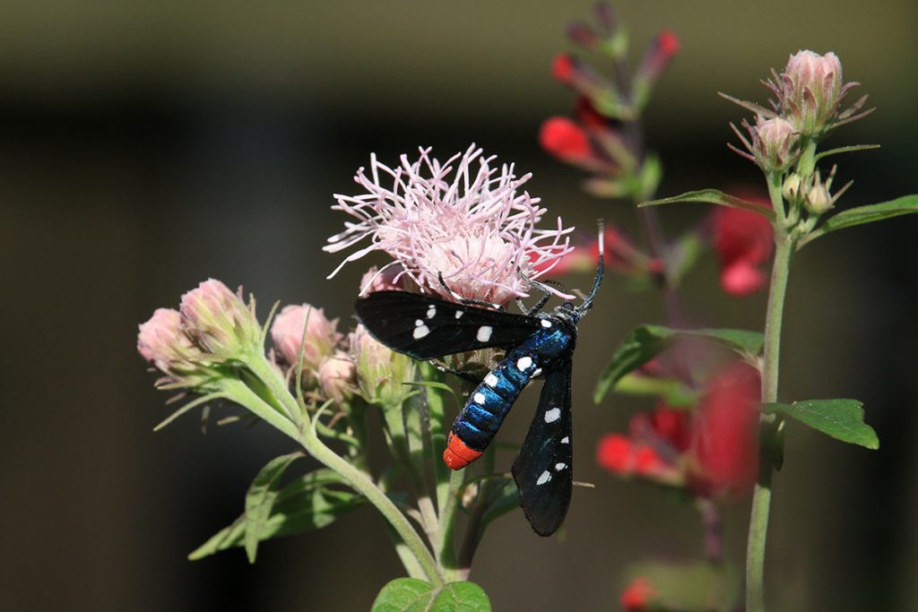 Polka-dot wasp moth (Syntomeida epilais) on Brickellia flower.