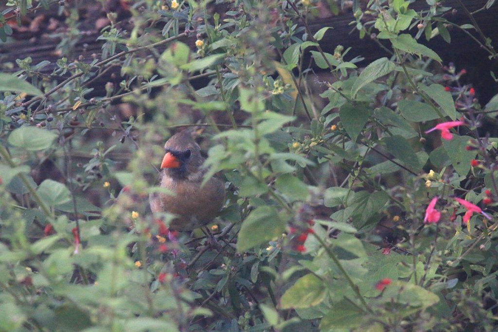A female cardinal forages in the flower patch.