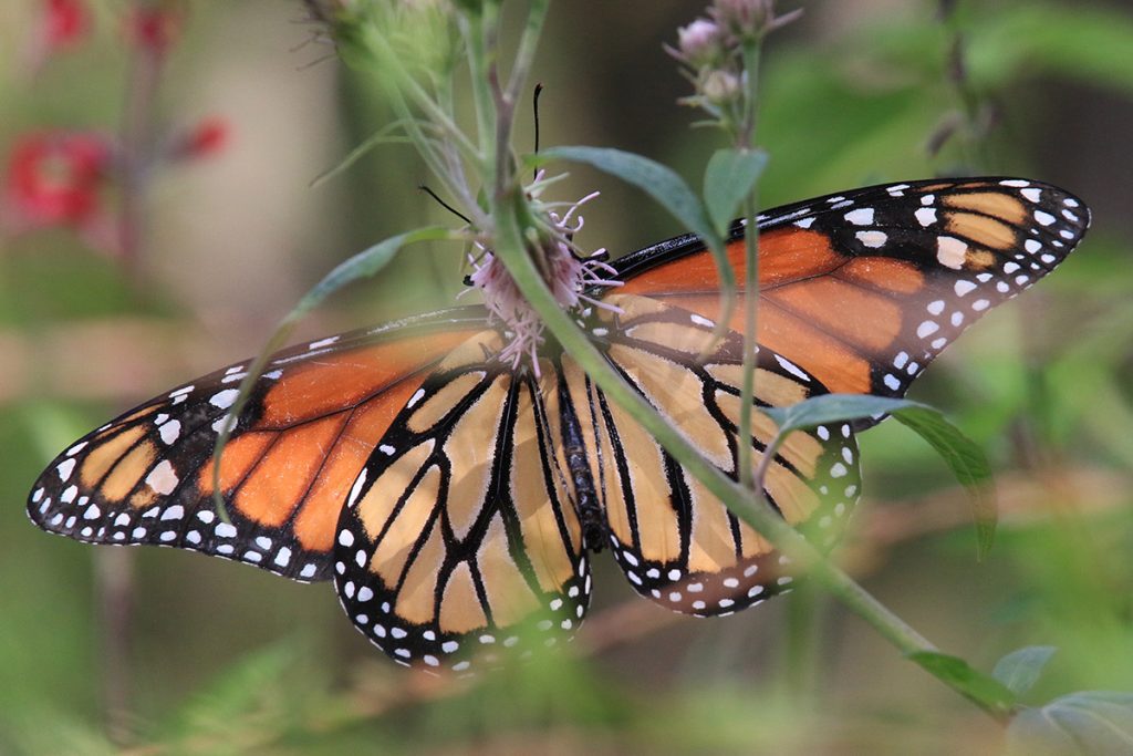 Monarch butterfly (Danaus plexippus) on Brickellia flower.
