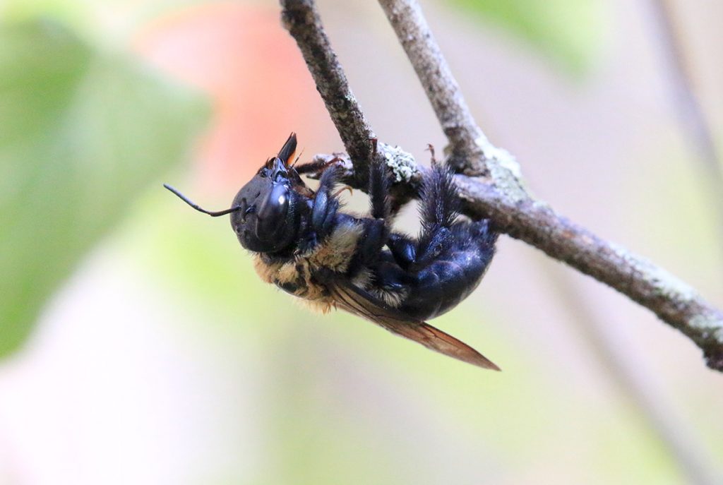Eastern bumblebee (Bombus impatiens) resting on a lemon tree branch.