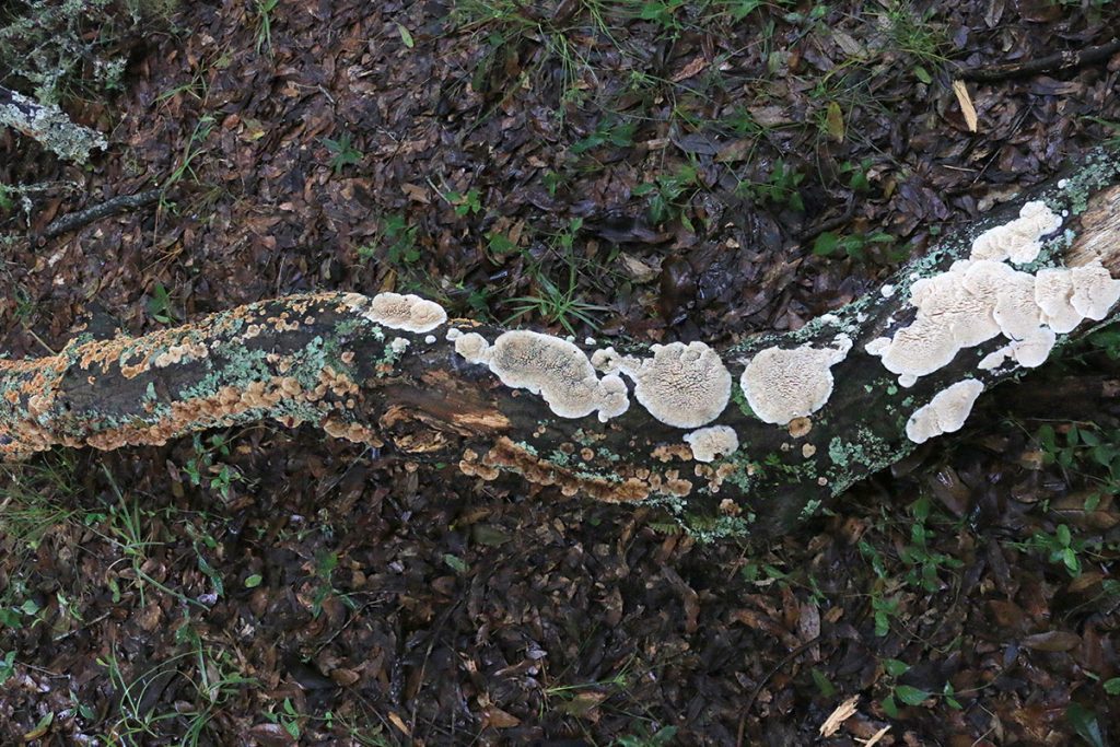 A dead branch covered with at least three species of mushroom.