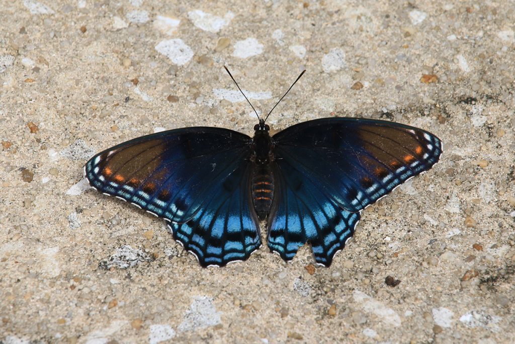 Red-spotted purple (Limenitis arthemis) rests on pavement.