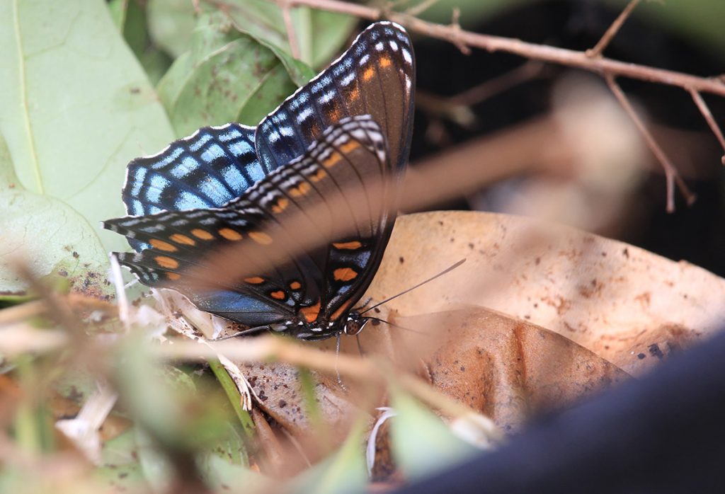Red-spotted purple in compost.