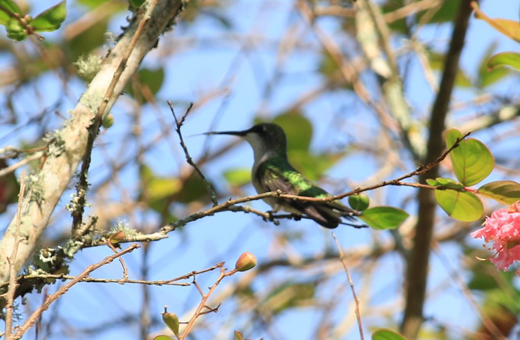 Ruby-throated hummingbird (Archilochus colubris) rests on crepe myrtle branch.