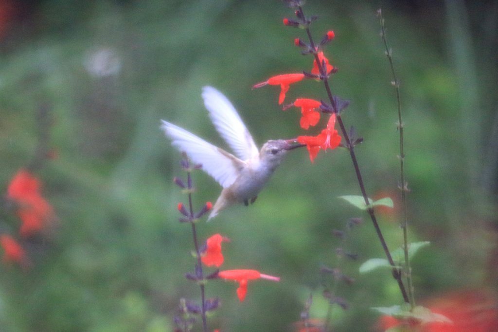 Juvenile ruby-throated hummingbird feeds on red salvia