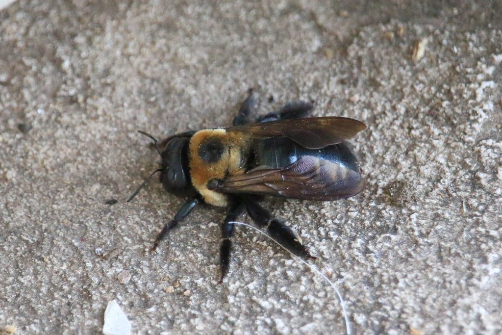 Eastern carpenter bee takes a rest on our back steps.