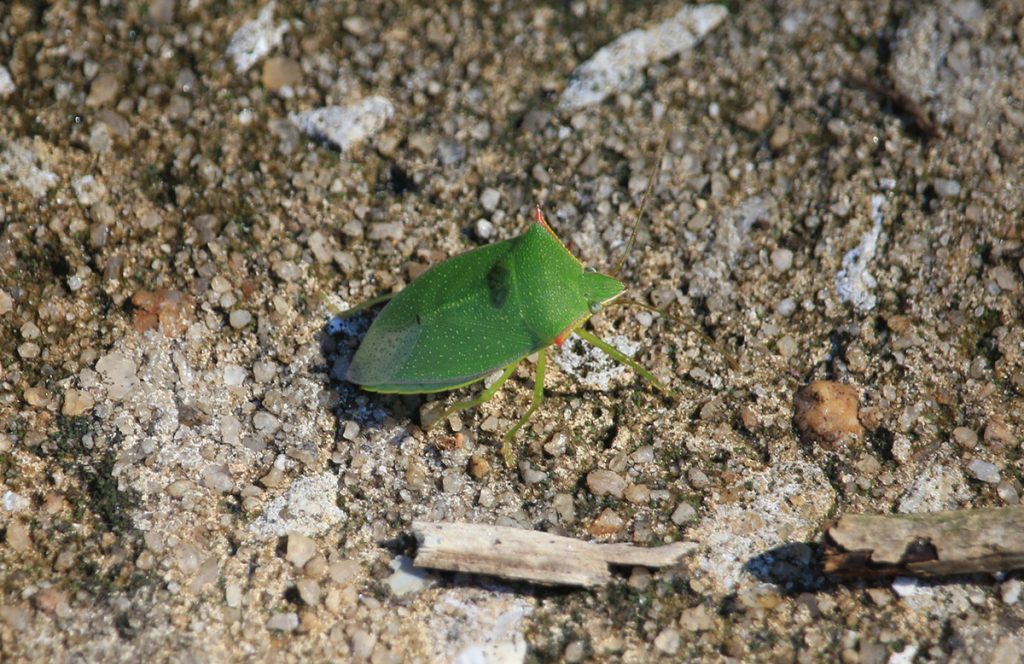 Spined green stink bug (Loxa flavicollis)