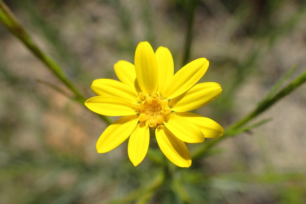 The yellow pineland silkgrass (Pityopsis aspera) flower