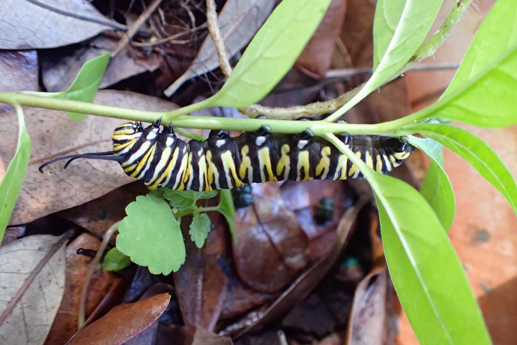 Fifth instar monarch caterpillar on milkweed.
