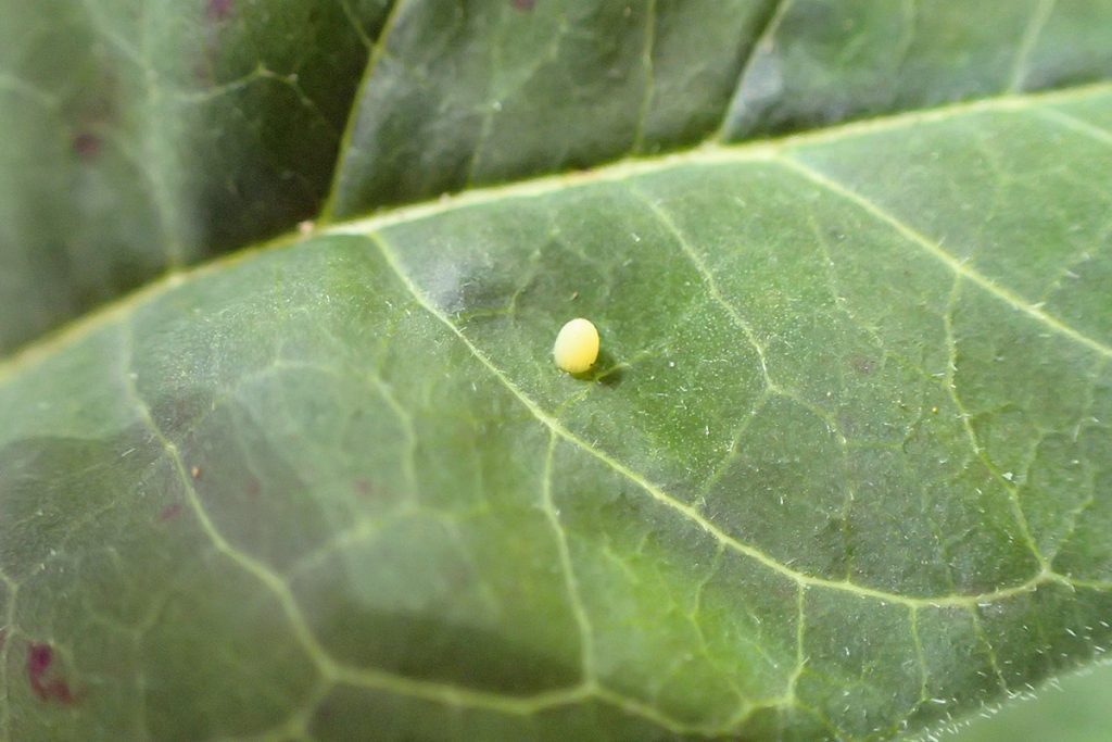 Monarch egg on milkweed.