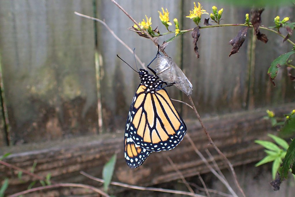 Newly eclosed monarch butterfly.
