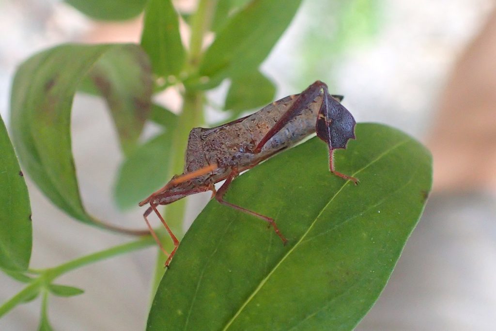 A leaf footed bug, perhaps Leptoglossus oppositus, on blue curl leaves. 
