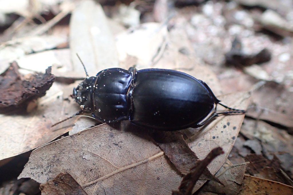 A dead Pasimachus elongatus ground beetle.