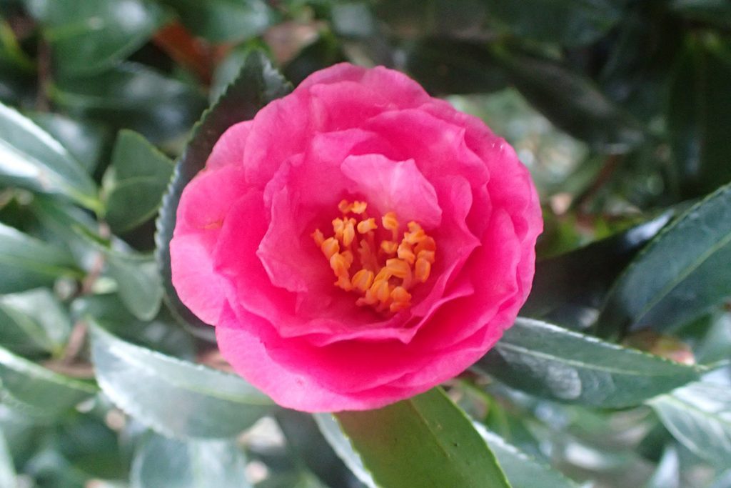 Camellia flower.