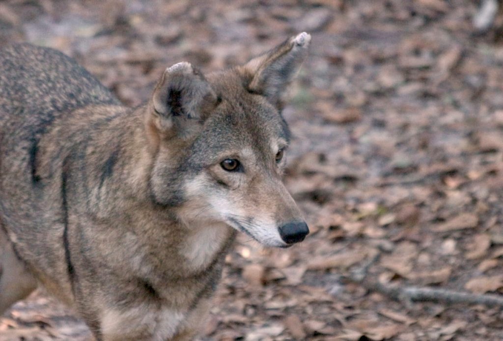The new breeding female red wolf at the Tallahassee Museum.