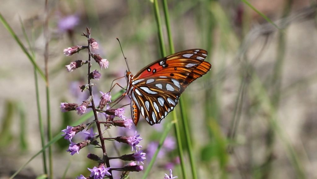 The endangered Gholson's blazing star is visited by a gulf fritillary butterfly