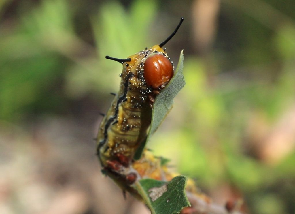 Rosy maple moth (Dryocampa rubicunda) caterpillar eats an oak