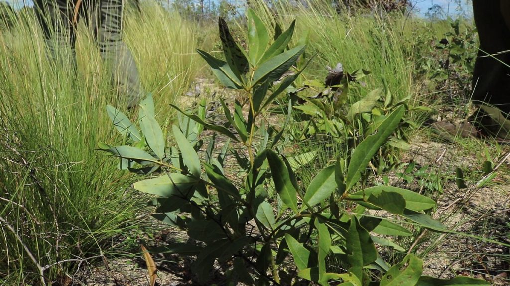 Scareweed (Baptisia simplicifolia)