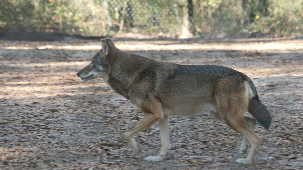 The breeding male red wolf at the Tallahassee Museum.