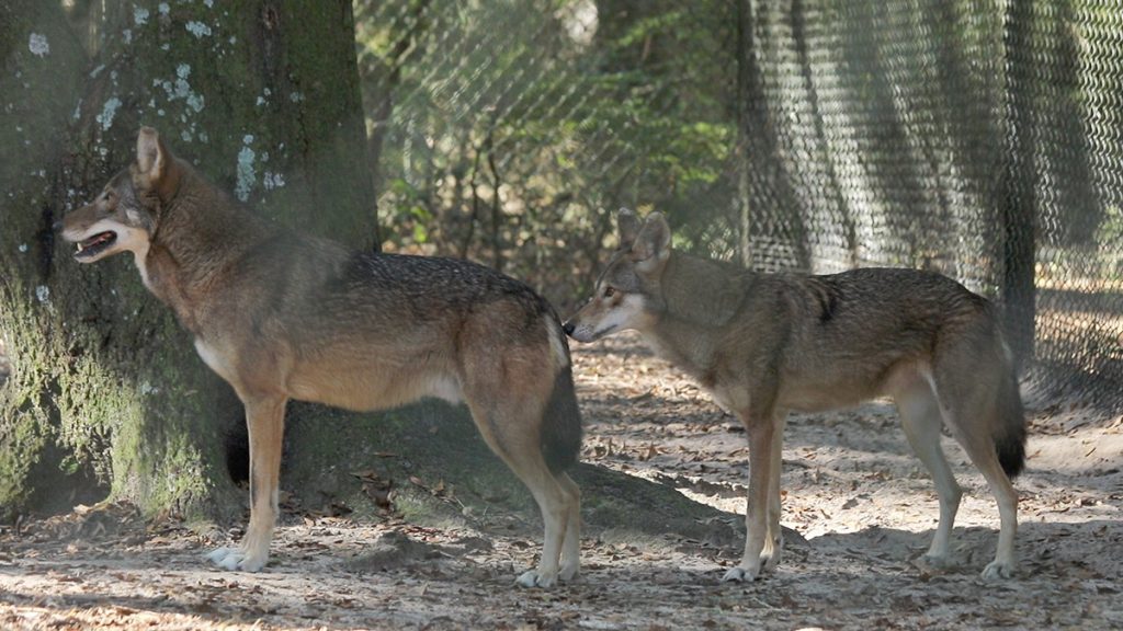 Female red wold sniffs male red wolf's behind.